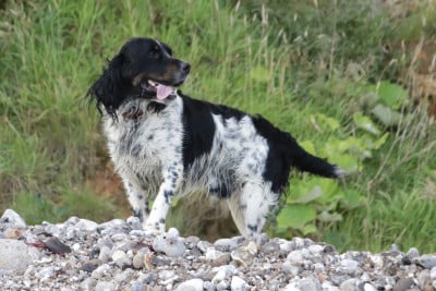 Étalon English Springer Spaniel - SWITCH De beaudribos
