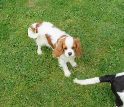 Étalon Cavalier King Charles Spaniel - Vénus de la maison du ryez