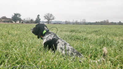Étalon Setter Anglais - TR. VIGGO Du Long Bec D'enchanet
