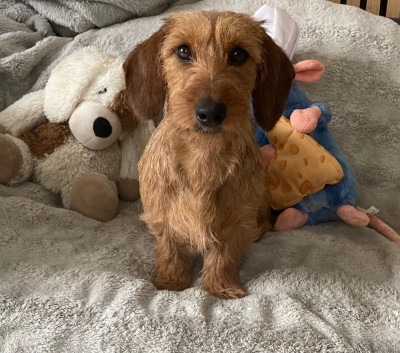 Étalon Teckel poil dur - Abby love des gardiens d'Ecosse