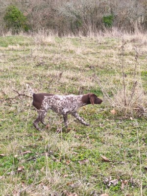 Étalon Braque allemand à poil court - Azur de l étang de la commanderie