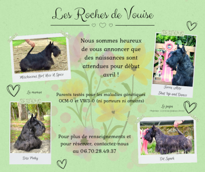 Étalon Scottish Terrier - MIESCHIEVOUS GIRL NICE( DITE PINKY) Titre Initial