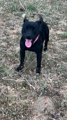 Taiga Del Diamento Blanco