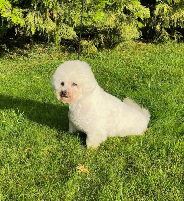 Étalon Bichon Frise - Pin-up Des Sentiers du Perche