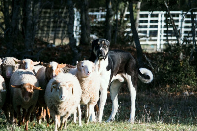 Étalon Cao de Gado Transmontano - Storm de horse color