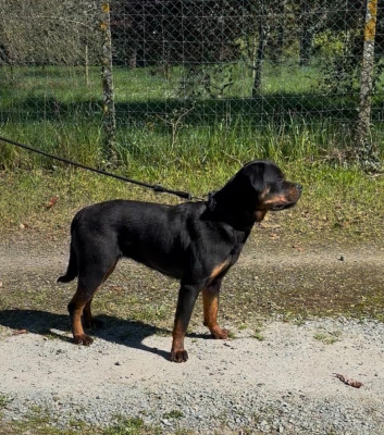 Étalon Rottweiler - Valkyria des fils de Nwenco