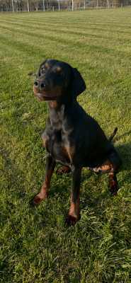Étalon Dobermann - Zarya Ginga house
