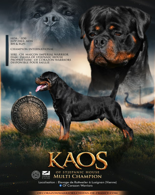 Étalon Rottweiler - CH. Kaos of stjepanic house