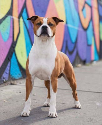 Étalon American Staffordshire Terrier - Back To Basic EICKO