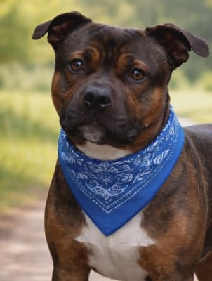 Étalon Staffordshire Bull Terrier - Rocky du Domaine De Lucilan