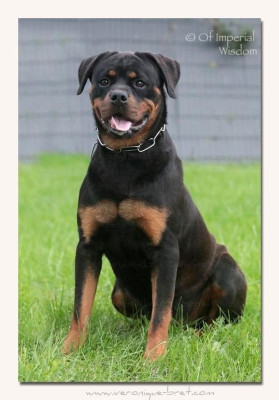 Étalon Rottweiler - Aska von haus drazic