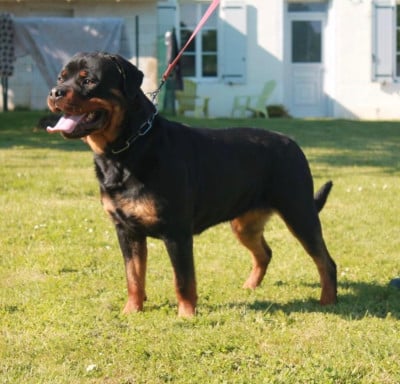 Étalon Rottweiler - U'Toska Of Impérial Wisdom