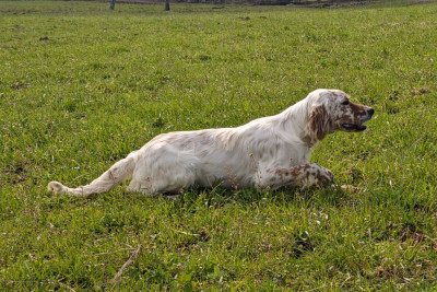 Étalon Setter Anglais - ASIA des coteaux de la loue