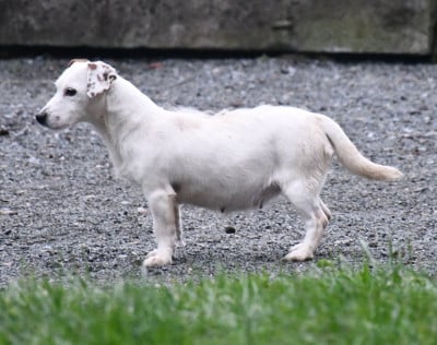 Tzarine du pont du riot d'Esnes
