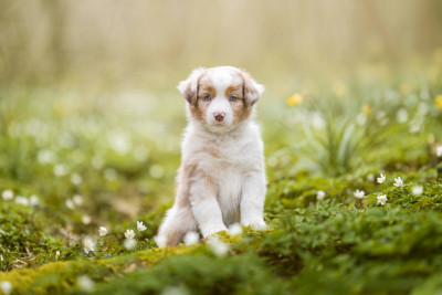 Étalon Berger Australien - Secret Valley ZALIA