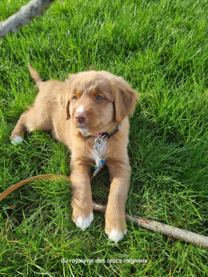 Étalon Retriever de la Nouvelle-Ecosse - Ekwanimity BROWNIE