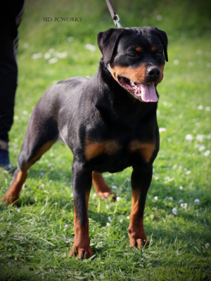 Étalon Rottweiler - Auracle Von Der Vangfuller