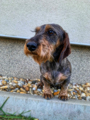 Étalon Teckel poil dur - Chara od nebojského kastiela