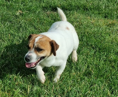 Étalon Jack Russell Terrier - Usb Du logis de beaumanoir