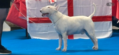 CH. chuckson's Ultra White