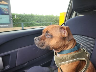 Étalon Staffordshire Bull Terrier - Wylo les As de l'Anjou (Sans Affixe)