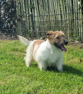 Étalon Jack Russell Terrier - Velcro Du logis de beaumanoir