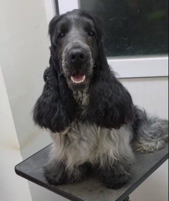 Étalon Cocker Spaniel Anglais - forever rizi bizi Orson