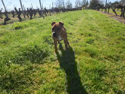 Étalon Staffordshire Bull Terrier - Alpha les As de l'Anjou (Sans Affixe)