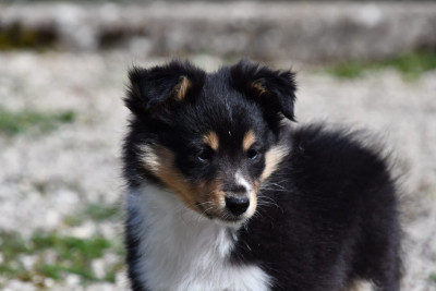Étalon Shetland Sheepdog - Black Pearl Of Lenna's Hope