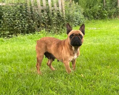 Roxy des terres de bourguenailles