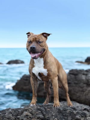 Étalon American Staffordshire Terrier - Very good vibes De la Maison d'Este