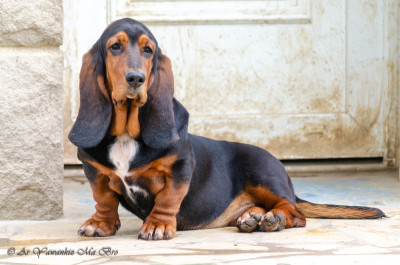 Étalon Basset Hound - Ashtag Des Iles Aux Falaises