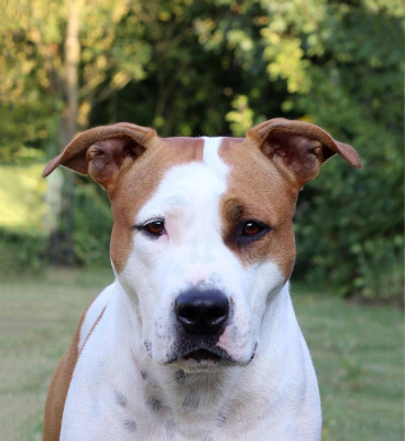 Étalon American Staffordshire Terrier - Prana De la Maison d'Este