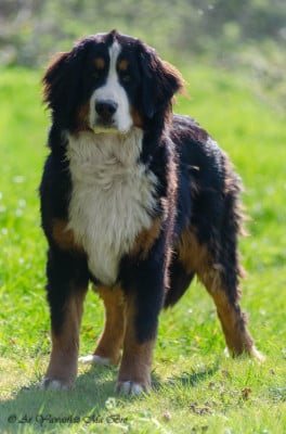 Étalon Bouvier Bernois - Arobase Du Royaume De Goldie