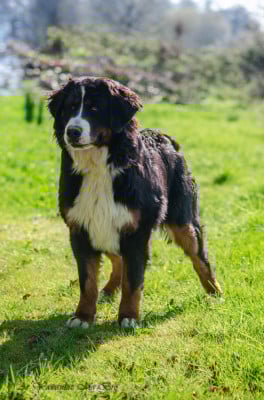 Étalon Bouvier Bernois - Absolument Toc Toc Des Iles Aux Falaises