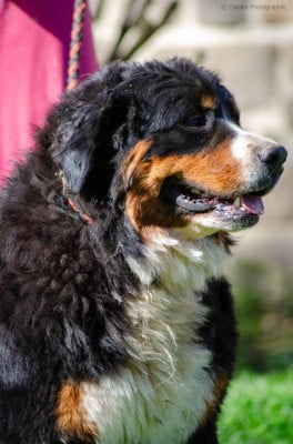 Étalon Bouvier Bernois - Union Sacrée Des Iles Aux Falaises