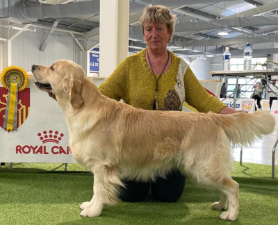 Étalon Golden Retriever - Ultimate Dream du Plateau des Bories