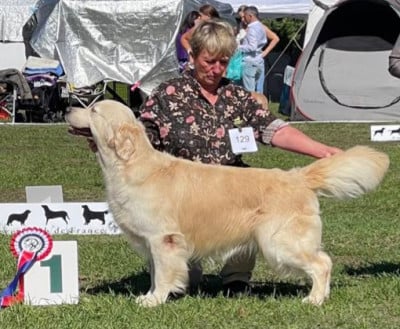 Étalon Golden Retriever - CH. Remember me jack Du bois de la rayere