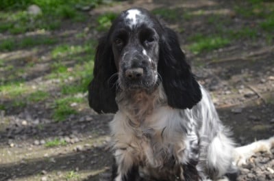 Étalon Cocker Spaniel Anglais - vla'carlotta (Sans Affixe)