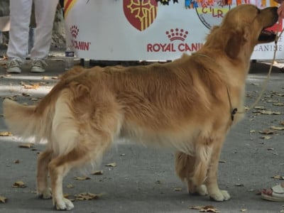 Étalon Golden Retriever - Unreal Comeback Hunter Ago du Plateau des Bories