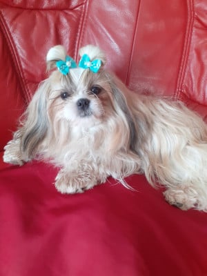 Étalon Shih Tzu - V'Suki de Puilhery