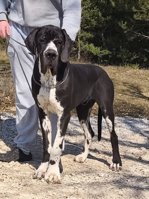Étalon Dogue allemand - Arthur de l'Outsaïna