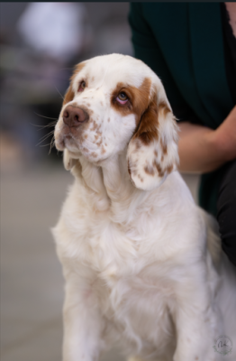 Étalon Clumber Spaniel - Breizh Hillig Viviane dite Victoire