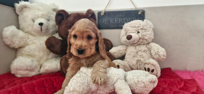 Étalon Cocker Spaniel Anglais - A La Folie dite Arlette de kerdero