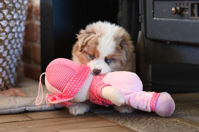 Étalon Berger Américain Miniature - Black-Jack Des Plaines De Barbizon