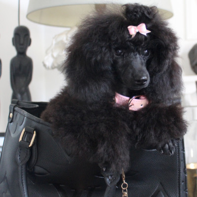 Étalon Caniche - KRAUSE WHITE POODEL KINGHTOM BLACK DIAMOND