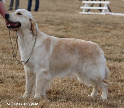 Étalon Golden Retriever - CH. Ti Amo Cara Mia du Plateau des Bories