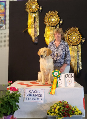 Étalon Golden Retriever - Very Nice Dream du Plateau des Bories