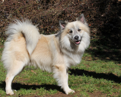 Étalon Berger islandais - Gantroppas Gimli