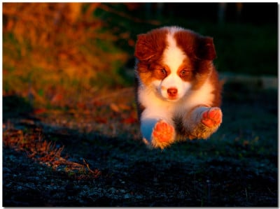 Étalon Berger Australien - ALL FIRE CRUNCH HUSHHUSHCRUSH de la Troade